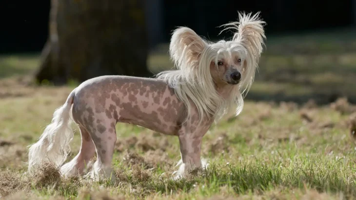Chinese Crested Dog photo