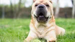 Chinese Shar-Pei Dog photo