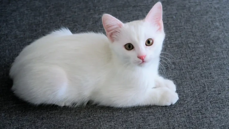 Chinese White Cat photo