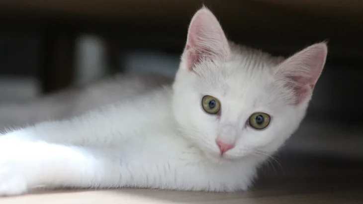Chinese White Cat photo