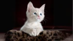 Chinese White Cat photo