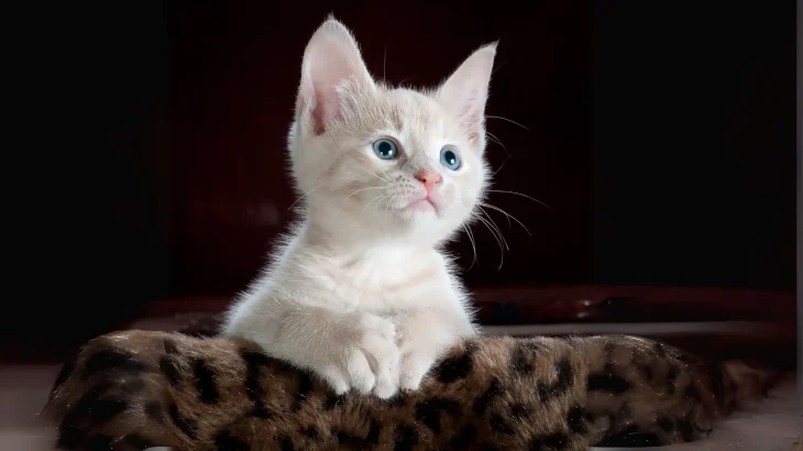 Chinese White Cat photo