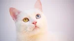 Chinese White Cat photo