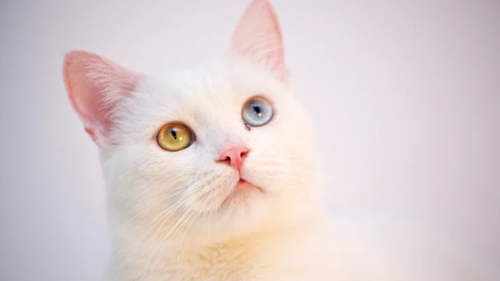 Chinese White Cat photo