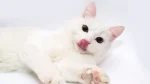 Chinese White Cat photo