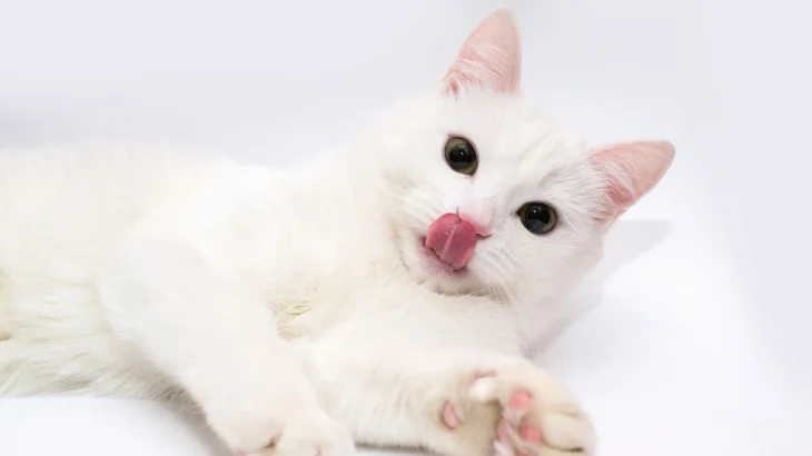 Chinese White Cat photo