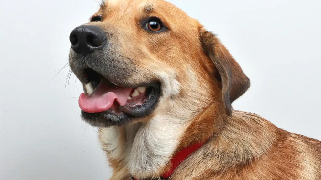 Chinook Dog photo