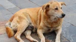 Chinook Dog photo