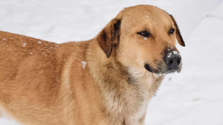 Chinook Dog photo