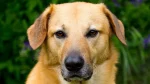 Chinook Dog photo