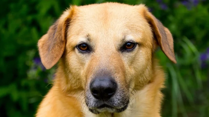 Chinook Dog photo