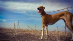 Chippiparai Dog photo