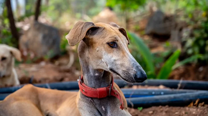 Chippiparai Dog photo