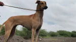 Chippiparai Dog photo