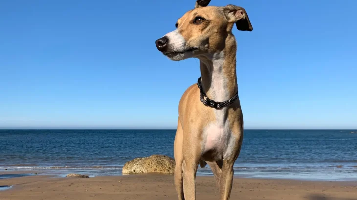 Chippiparai Dog photo