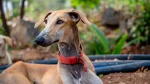 Chippiparai Dog photo