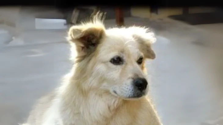 Cane Chiribaya Dog photo