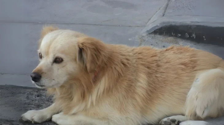Cane Chiribaya Dog photo