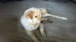 Cane Chiribaya Dog photo