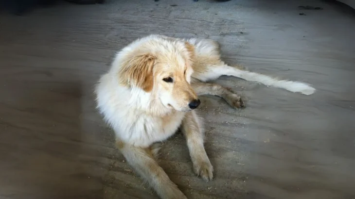 Cane Chiribaya Dog photo