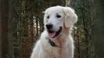 Cane Chiribaya Dog photo
