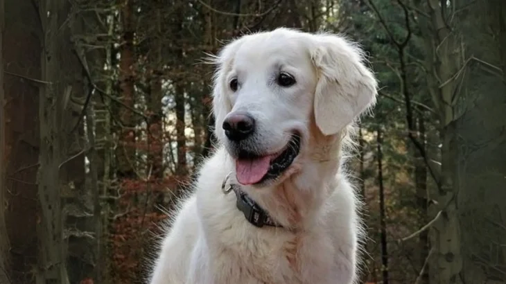 Cane Chiribaya Dog photo