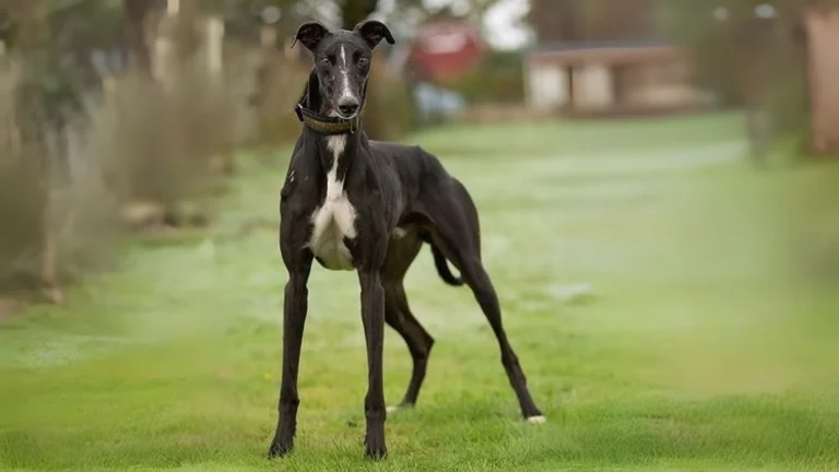 Chortaj Dog photo