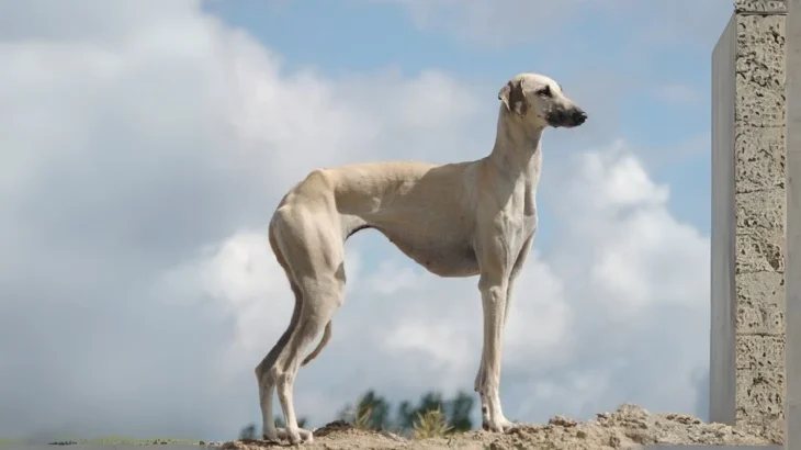 Chortaj Dog photo