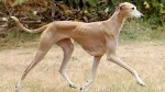 Chortaj Dog photo