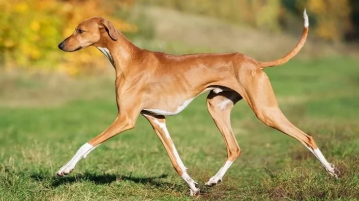 Chortaj Dog photo