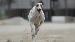 Chortaj Dog photo