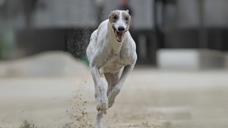 Chortaj Dog photo