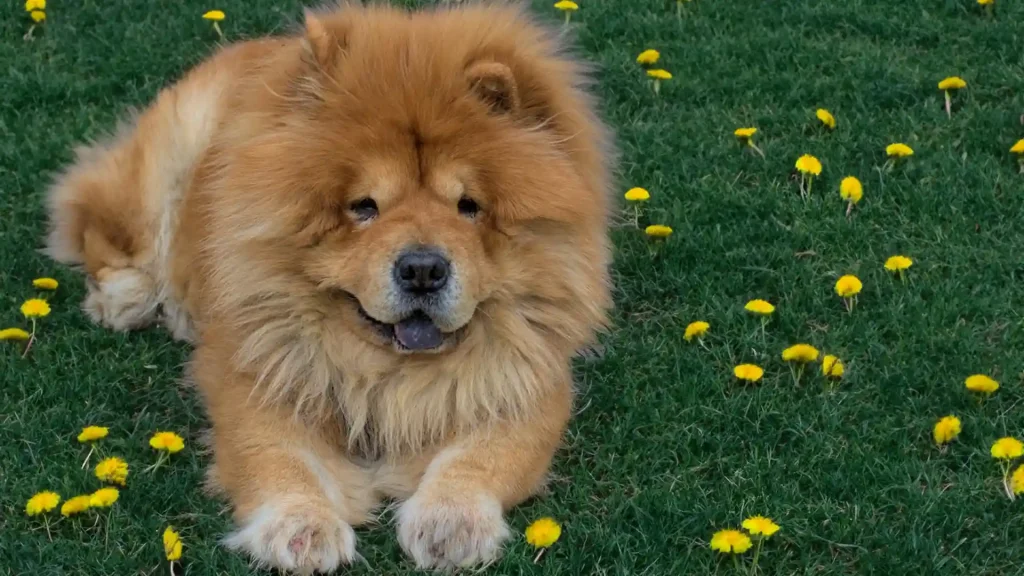 Chow Chow Dog photo