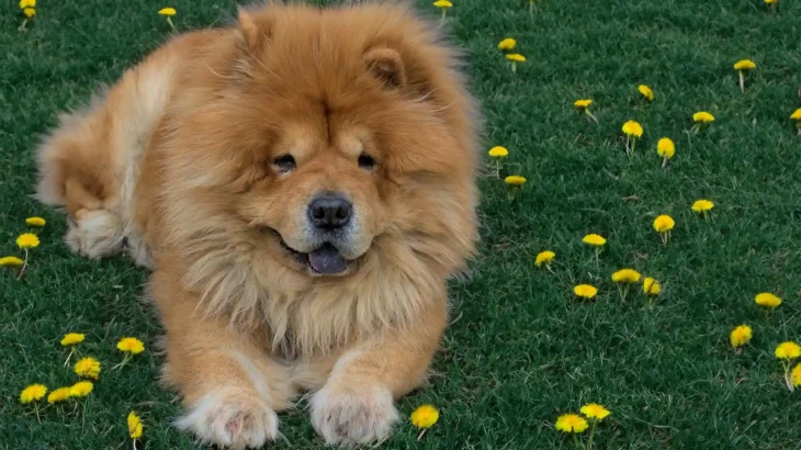 Chow Chow Dog photo