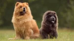 Chow Chow Dog photo