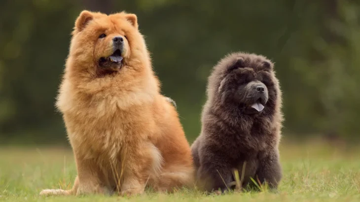 Chow Chow Dog photo