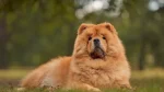 Chow Chow Dog photo