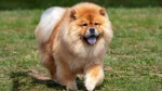 Chow Chow Dog photo