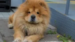 Chow Chow Dog photo