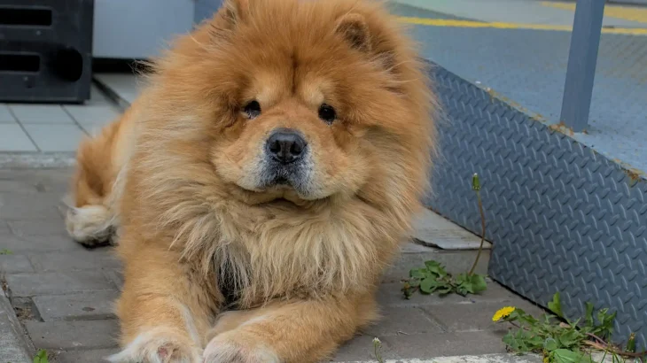Chow Chow Dog photo