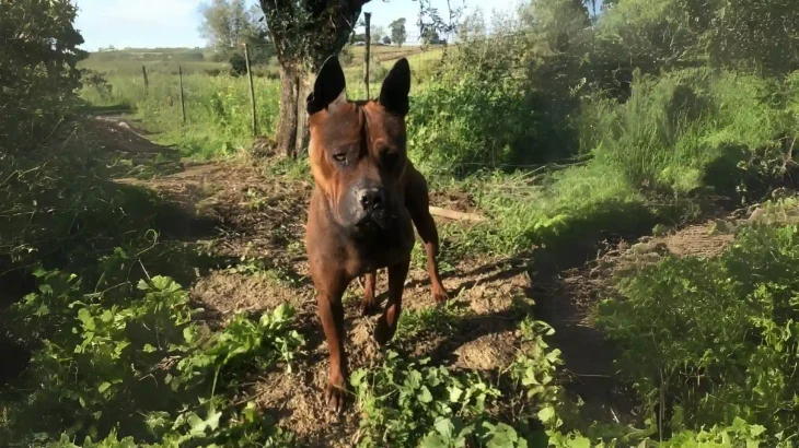 Chuandong Hound Dog photo