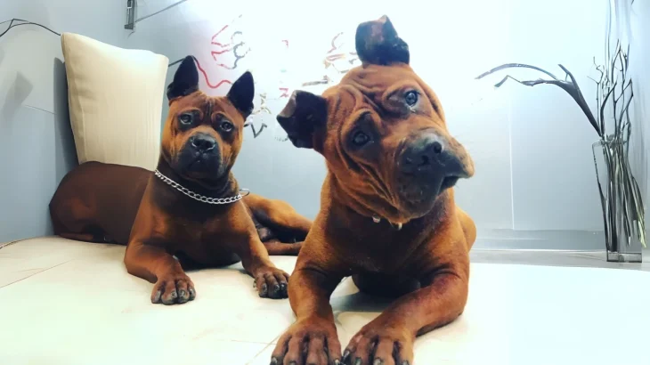 Chuandong Hound Dog photo