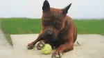 Chuandong Hound Dog photo