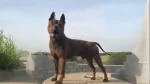 Chuandong Hound Dog photo