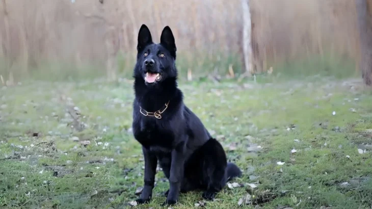Cierny Sery Dog photo