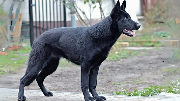 Cierny Sery Dog photo