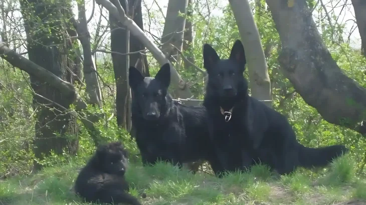 Cierny Sery Dog photo