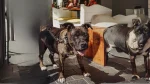 Cimarrón Uruguayo Dog photo