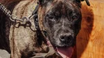 Cimarrón Uruguayo Dog photo