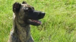 Cimarrón Uruguayo Dog photo